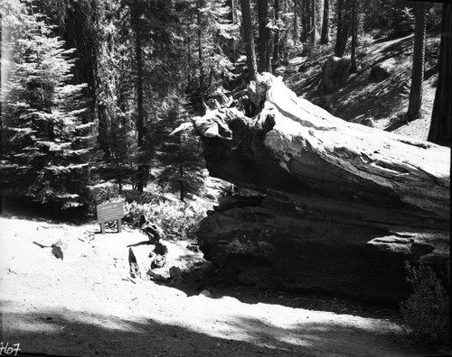 Signs, Michigan Tree interpretive sign. Fallen Giant Sequoia