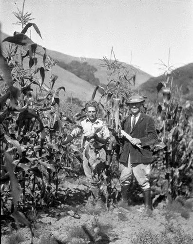 Boyd Stewart and M.B. Boissevain among Golden Glow Corn on S.L. Mazza Ranch in Olema, August 1922 [photograph]