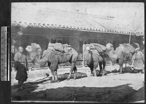 Camels in front of building, Beijing, China, ca.1870-1880