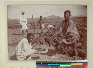 Men preparing a rice field, Madagascar, ca.1900