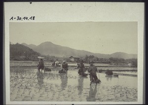 Planting rice. The seedlings are grown in special seedbeds, then carried to the fields in baskets and planted individually