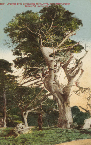 Cypress tree Seventeen Mile Drive, Monterey County
