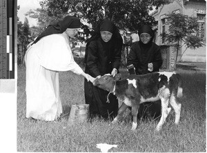 Two native Sisters care for a calf, Jiangmen, China, ca. 1947