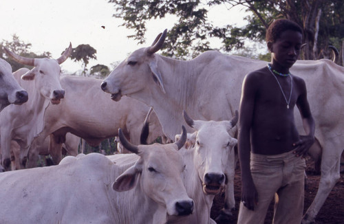 Boy standing next to cattle, San Basilio de Palenque, 1976
