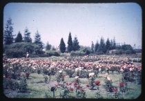 "San Jose Rose Garden, 1943"