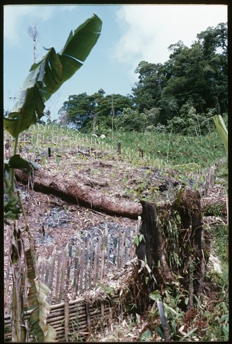 Garden of young taro, with more mature crop off to the right