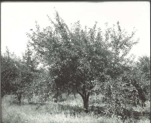 Bellefleur apple tree