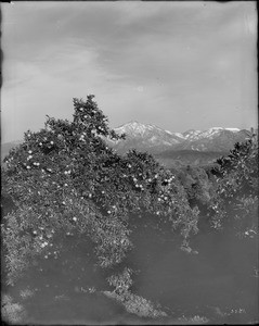 View of orange trees and snow-capped mountains, Redlands, California, ca.1900