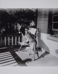 German Shepherd, "Jack," owned by Carroll C. Doane, at a ranch in rural Santa Rosa, California, 1927