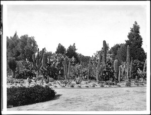 Cactus garden in Riverside, California, ca.1920