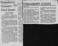 Strawberry Growers Face Losses