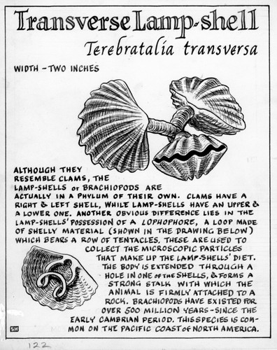 Transverse lamp-shell: Terebratalia transversa (illustration from "The Ocean World")