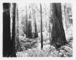 Redwood trees in Armstrong Redwoods State Park, Guerneville, California, 1957