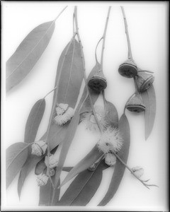 Eucalyptus blossoms and seed pods, Los Angeles, ca.1924