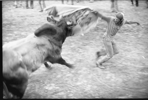 Bullfighter waves a cape and runs away from a bull, San Basilio de Palenque, 1975