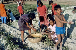 Diasserie for børn: "En dag på Saraswatipur Kostskole"- Nr. 26. Rundt om skolen er der marker, hvor vi dyrker ris og kartofler. Når der skal høstes, hjælper vi alle til. Det er sjovt at lave noget andet end at læse