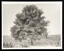 Royal or Paradox Walnut tree