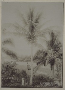 Besteigen einer Kokospalme
