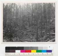 Redwood Region. Selective logging of Hammond Lumber Company, Van Duzen River, south of company's Cummings Creek Camp. "Blackie" Freeman, foreman. Yarding almost completed. Trees left vary from 12" up to 36" diameter at breast height, mostly redwood. 8/31/48. E. F