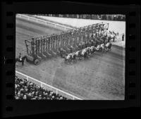 Horses leaving the starting gate for a Christmas Day race at Santa Anita Park, Arcadia, 1935