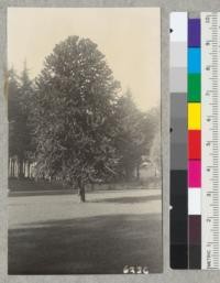 A symmetrical tree of Monkey Puzzle, Araucaria imbricata, at Fort Baker, Marin County, with good trees of Monterey cypress in background. Tree is 14" diameter at breast height x 35 ft. tall. January 1939. Metcalf