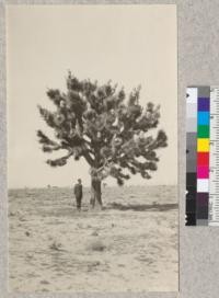 A large speciman of Joshua tree (Yucca brevifolia) near highway between Palmdale and Lancaster, Antelope Valley, Los Angeles County. Coming in flower March, 1926