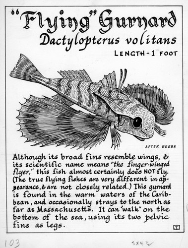 Flying gurnard: Dactylopterus volitans (illustration from "The Ocean World")