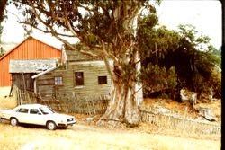 Unidentified old house, fence and eucalyptus tree, 1982