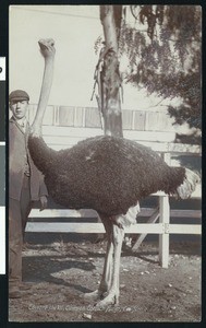 Ostrich at the Cawston Ostrich Farm, ca.1900