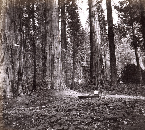 897. A walk among the Big Trees, Mammoth Grove, Calaveras County