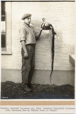 Poultry Exhibit December 24, 1914, showing Long-tail Roosters with Feathers Ten to Twelve Feet in Length.
