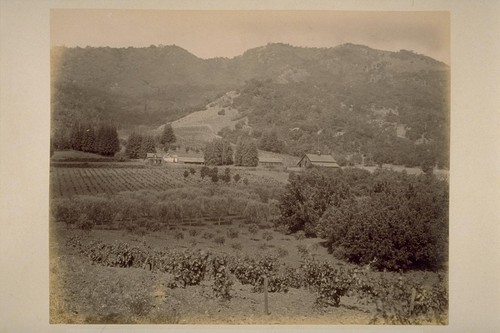 "Sobre Vista", View of Sonoma Mountain, Showing Vineyard and Chestnut and Young Olive Orchard of Col. Gero. F. Hooper
