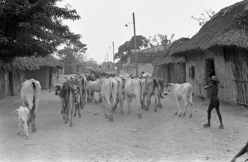 Boy herding cattle through the village, San Basilio de Palenque, 1977