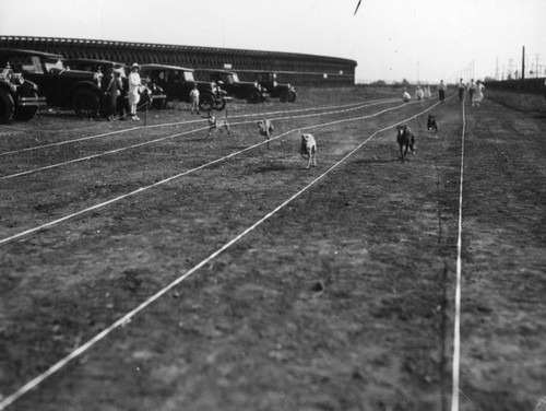 Dog racing, view 4