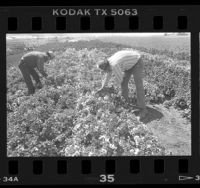 Benjamin Villanueva and Ramon Fernandez working in flower fields in Lompoc Valley, Calif., 1986