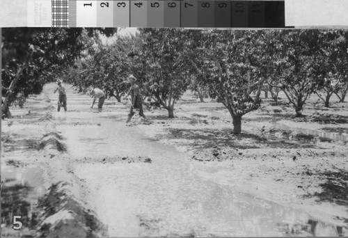 Manipulating the flood irrigation of an orchard near Turlock, California, circa 1940