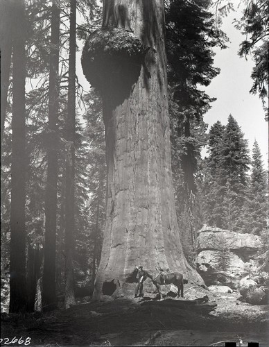 Giant Sequoia, Burl on Tree along the Trail of the Sequoias