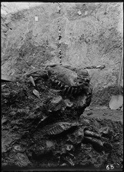 Pit 9. Mastodon jaw with elephant jaw beneath. (RLB-65b)