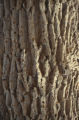 Acorn woodpecker holes in tree