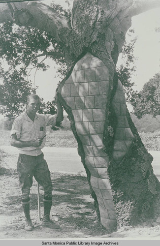 Mr. Wilcox standing next to an oak tree which he treated, ''adding 100 years to the life of the tree