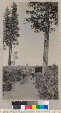 Camp Califorest. A few members of the class returning from a trip up the Bear Creek road to study brush fields. The photo shows the 1931 height of the brush and also the character of the isolated yellow pine trees scattered over the area. E.F. July 1931