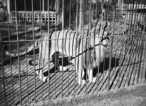 Lion at Zoopark