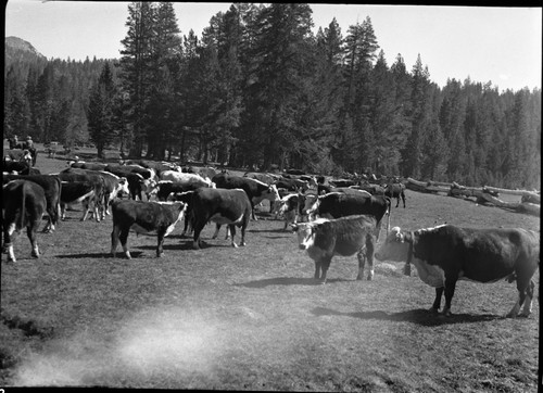Grazing, Meadow studies, showing size of calves and condition of cattle. Cattle were poor until August 10, then began to gain due to feed growth. Misc. meadows, light leak