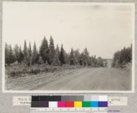 White Spruce, Balsam fir, Jack Pine and White Birch, along highway near Itasca Lake, Minnesota