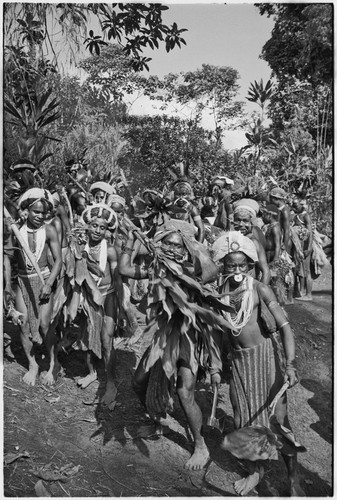 Pig festival, stake-planting, Tuguma: Tsembaga men with stakes, cordyline and aglaonema leaves, expel enemy spirits