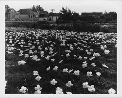 Bed of Evening Primroses in Luther Burbank's garden, Santa Rosa, California, about 1905