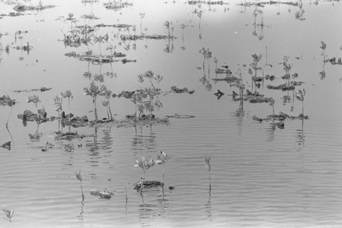 Plants on a coastal swamp, Isla de Salamanca, Colombia, 1977