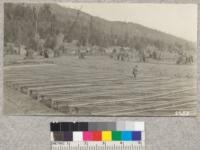 Beginnings of the forest nursery of the Pacific Lumber Company, Scotia, California. M.E. Kreuger forester in charge is shown among the seed beds. Stumps in the background will be cleared eventually for transplant area. Small seed house shown in background at edge of highway