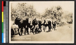 Cattle walking along the road, Nigeria, ca.1920-1940