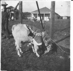 Billy the Graton Goat baseball mascot for the Graton Nine ball team in front of 216-218 Edison Street, Graton, California 1911